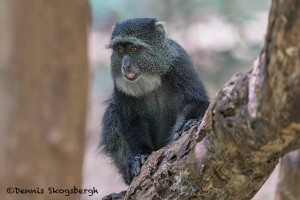 4730 Sykes Monkey (Cercopithecus albogularis), Tanzania