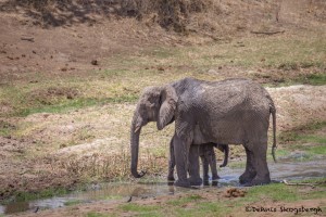 4731 Female and Baby, African Elephant (Loxodonta africana), Tanzania
