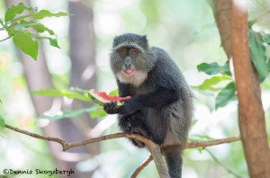 4732 Sykes Monkey (Cercopithecus albogularis), Tanzania
