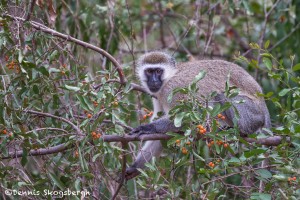 4734 Vervet Monkey (Chlorocebus pygerythrus), Tanzania