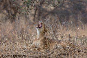 4735 Lioness, Tanzania