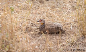 4737 Red-necked Francolin (Pternistis afer), Tanzania