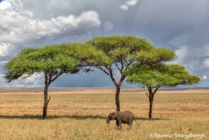 4740 Young African Elephant, Serengeti, Tanzania