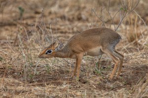 4742 Dik-Dik (Madoqua kirkii), Tanzania