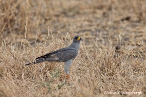 4743 Eastern (pale) Chanting Goshawk or Somali Chanting Goshawk (Melierax poliopterus), Tanzania