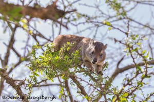 47454 Southern Tree Hyrax (Dassle) (Dendrohyrax-arboreus), Tanzania