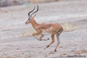 4747 Male Impala (Aepyceros melampus), Tanzania