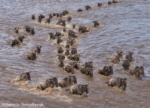 4750 Wildebeest Migration, Traversing the Mara River into Tanzania