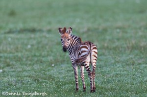 4751 Young Zebra, Tanzania