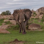 4752 African Elephant, NE Serengeti, Tanzania