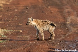 4754 Young Spotted Hyena (Crocuta crocuta), Tanzania