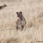 4757 Spotted Hyena (Crocuta crocuta), Tanzania