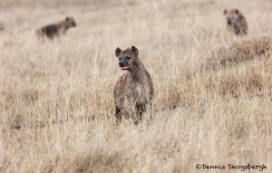 4757 Spotted Hyena (Crocuta crocuta), Tanzania