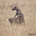 4758 Spotted Hyena Mating (Crocuta crocuta), Tanzania