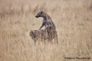 4758 Spotted Hyena Mating (Crocuta crocuta), Tanzania