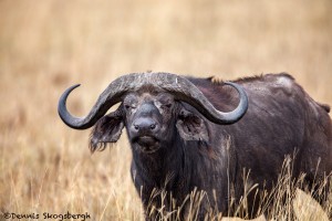 4761 Cape Buffalo, Ngorongoro Crater, Tanzania