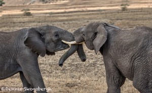 4762 African Elephants, Mating Ritual, Tanzania