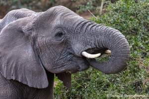 4763 African Elephant, Tanzania