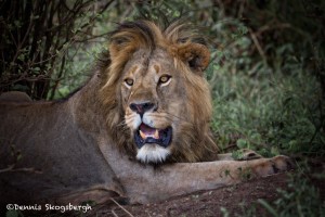4766 Male Lion, Tanzania