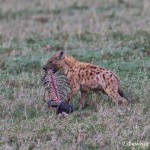 4769 Spotted Hyena with Wildebeest Carcass, Tanzania