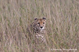 4772 Cheetah, Tanzania