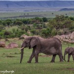 4773 African Elephants, Tanzania