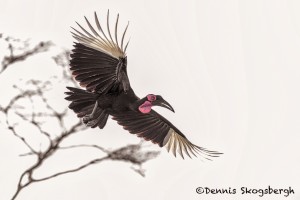 4776 Ground Hornbill (Bucorvus leadbeateri), Tanzania