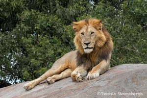4777 Male Lion, Tanzania