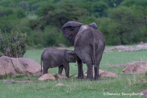 4778 Baby African Elephant Feeding, Tanzania