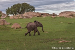 4779 Baby African Elephant, Tanzania