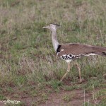 4780 Kori Bustard (Ardeotis kori), Tanzania