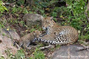 4782 Female Leopard with Cubs, Tanzania
