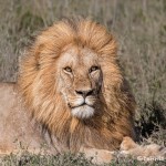 4783 Male Lion, Tanzania
