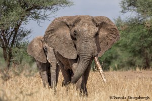 4786 African Elephant, Tanzania
