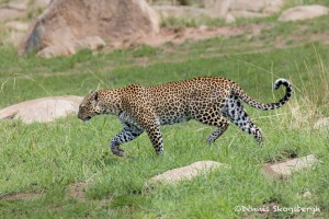4787 African Leopard, Tanzania