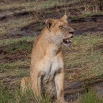 4788 Lioness, Tanzania