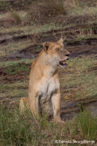 4788 Lioness, Tanzania