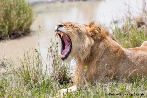 4789 Male Lion, Tanzania