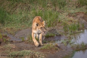 4790 Lioness Hunting, Tanzania
