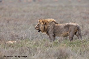 4792 Male Lion, Tanzania