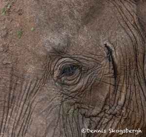 4793 African Elephant, Tanzania
