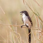 4795 Fiscal Shrike (Lanius collaris), Ngorongoro Crater, Tanzania