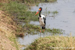 4796 Male Saddle-billed Stork (Ephippiorhynchus senegalensis), Tanzania