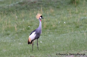 4797 Grey-Crowned Crane (Balearica regulorum), Tanzania