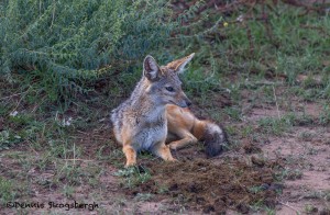 4798 Silver-backed Jackal (Canis mesomelas), Tanzania