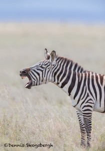 4802 Plains Zebra (Equus quagga) Serengeti, Tanzania