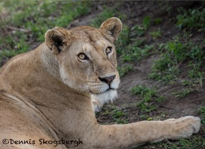 4803 Lioness, Serengeti, Tanzania