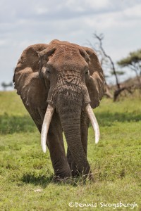 4806 Bull Elephant, Tanzania