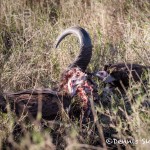 4807 Vultures Finishing Off a Wildebeest Kill, Tanzania