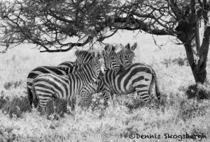 4809 Zebras, Serengeti, Tanzania